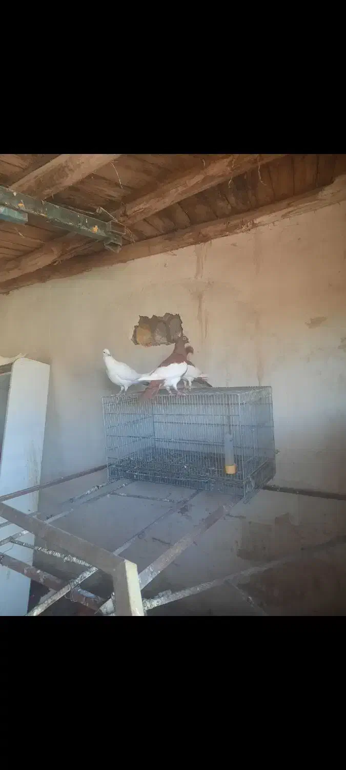 کبوتر یهودی وهومر|پرنده|ترکمانچای, |دیوار