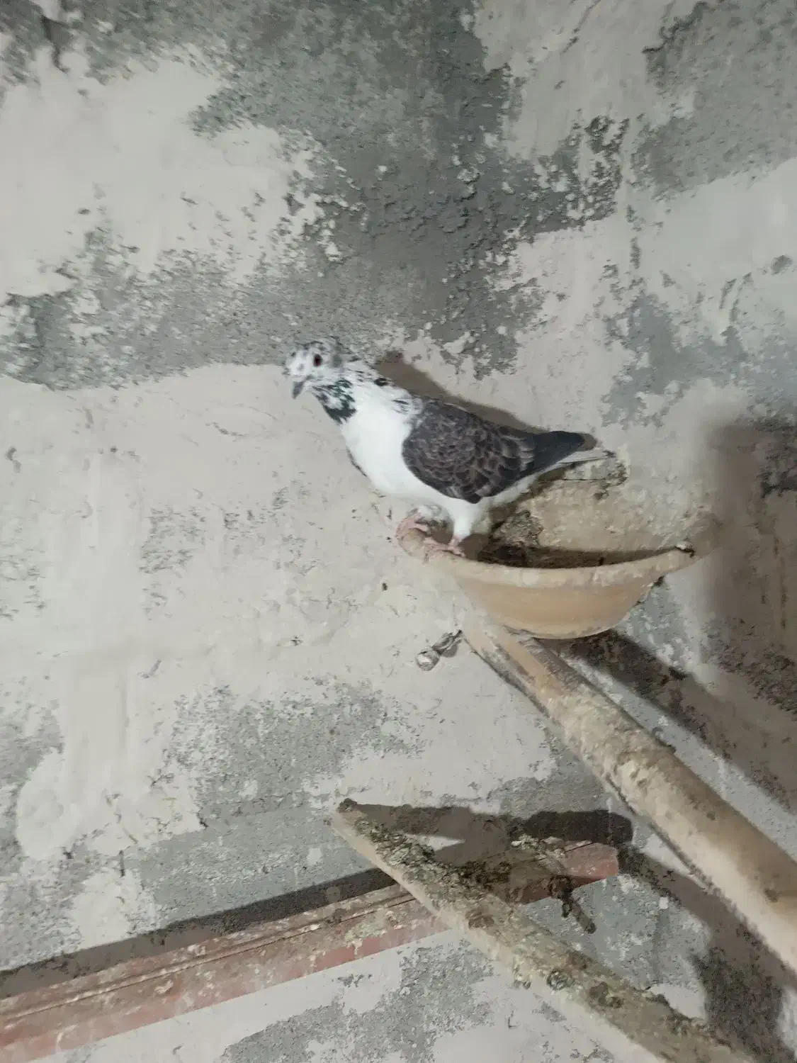 کبوتر|پرنده|تیکمه داش, |دیوار