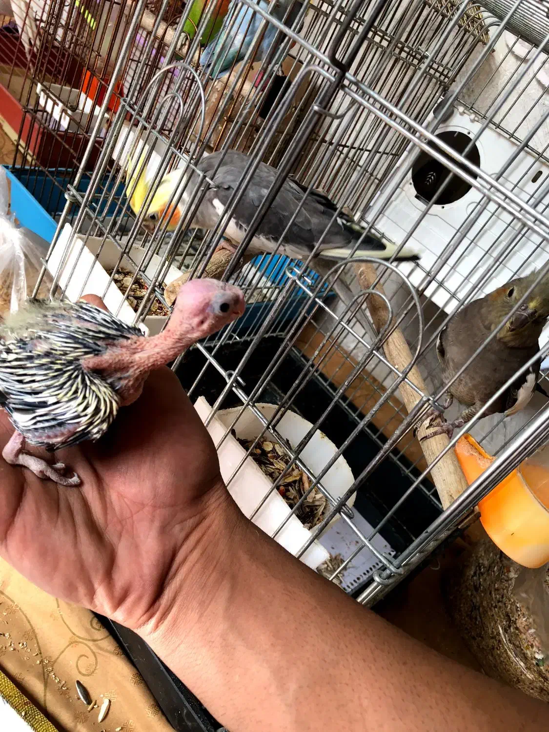 عروس هلندی و برزیلی قیمت مناسب|پرنده|قروه, |دیوار