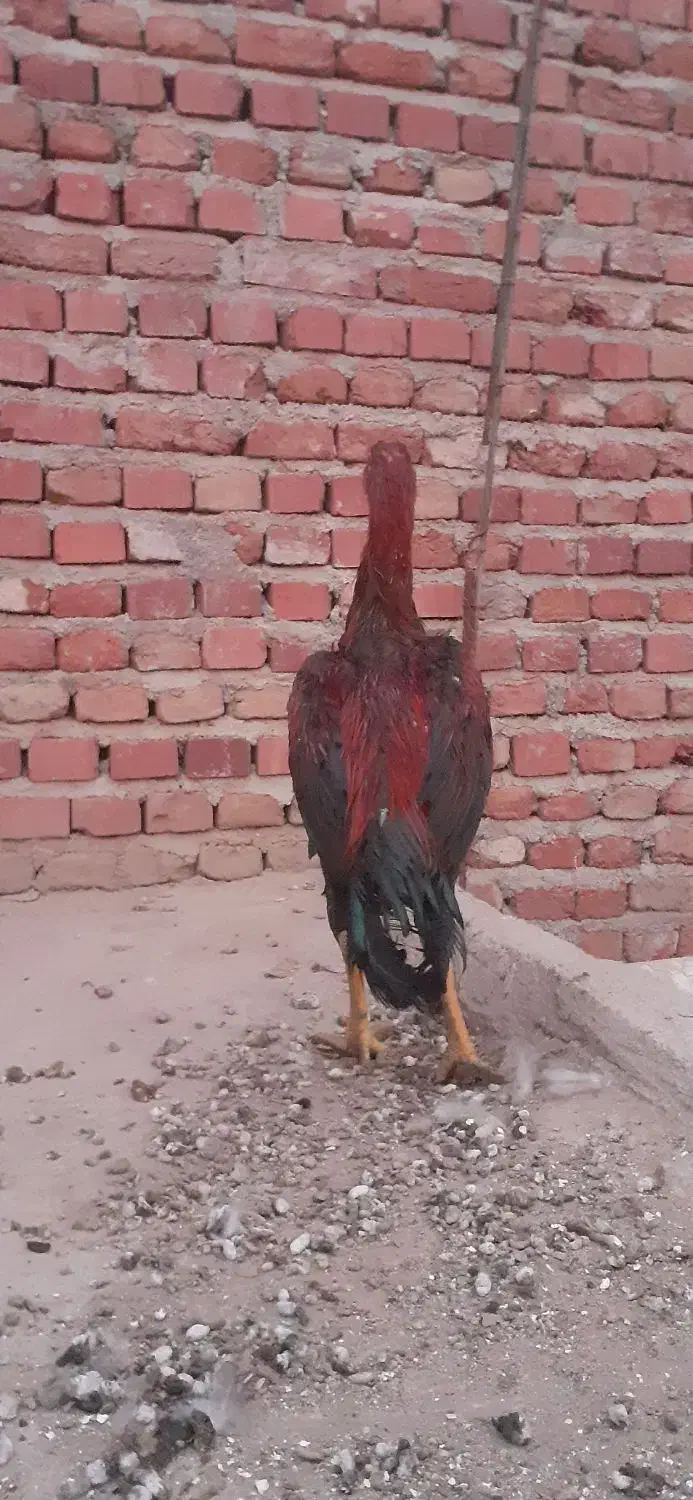 خروس لاری پنج ماهه|حیوانات مزرعه|عجب شیر, |دیوار