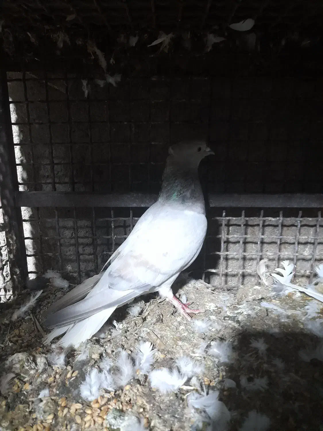 کفتر|پرنده|بم, |دیوار