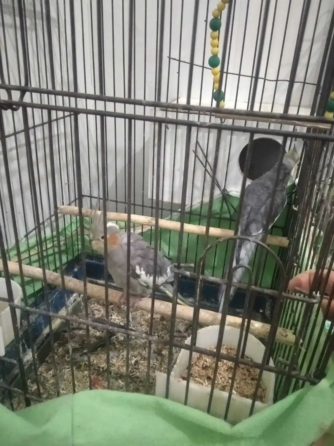 عروس هلندی جفت|پرنده|فشاپویه, |دیوار