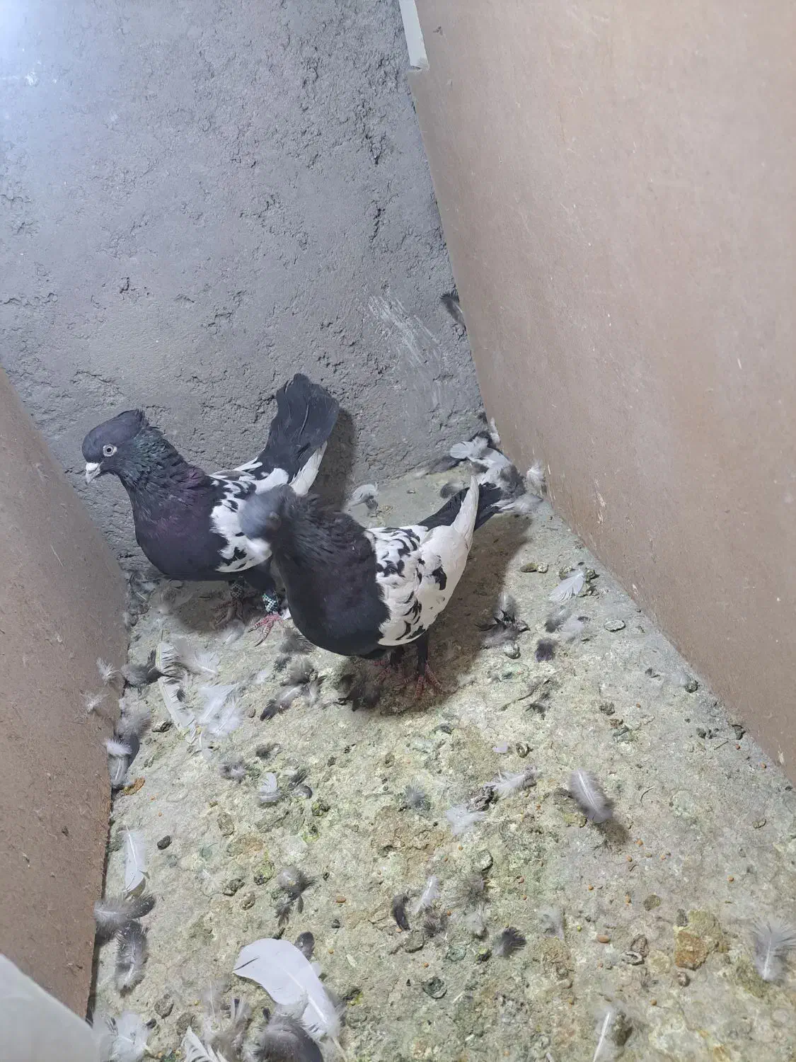 ۴ جفت سینه ای|پرنده|کرمان, |دیوار