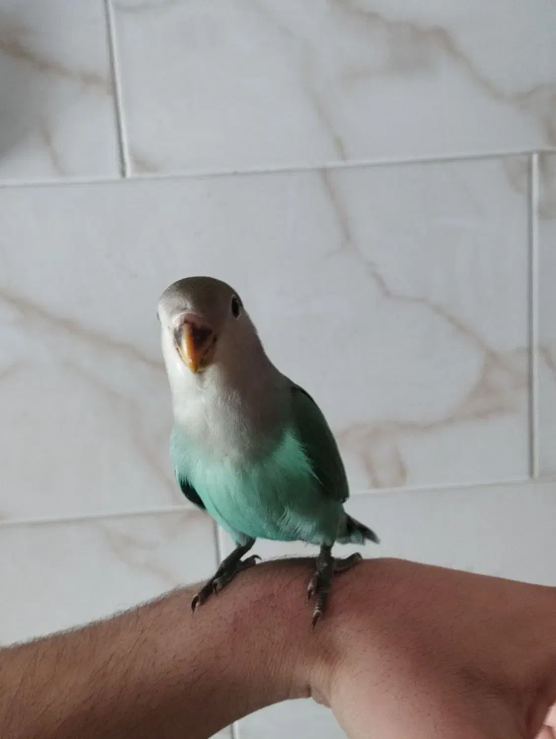 طوطی برزیلی|پرنده|مرند, |دیوار