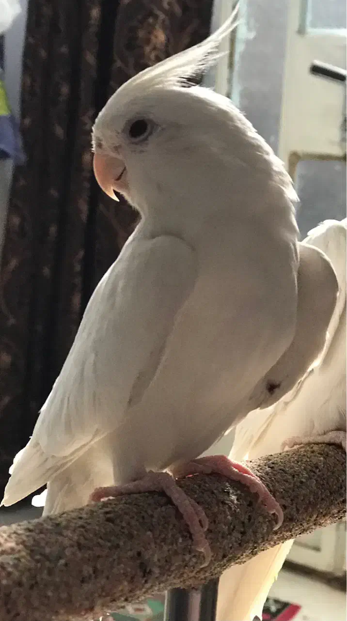 عروس هلندی آلبینو نر سخنگو|پرنده|اهواز, پردیس|دیوار