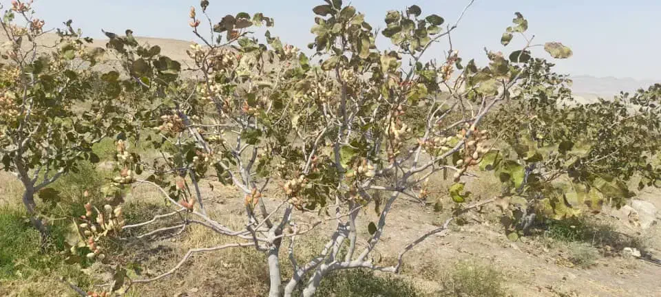 کارخانه فراوری پسته|خوردنی و آشامیدنی|مشهد, هفت تیر (حافظ)|دیوار