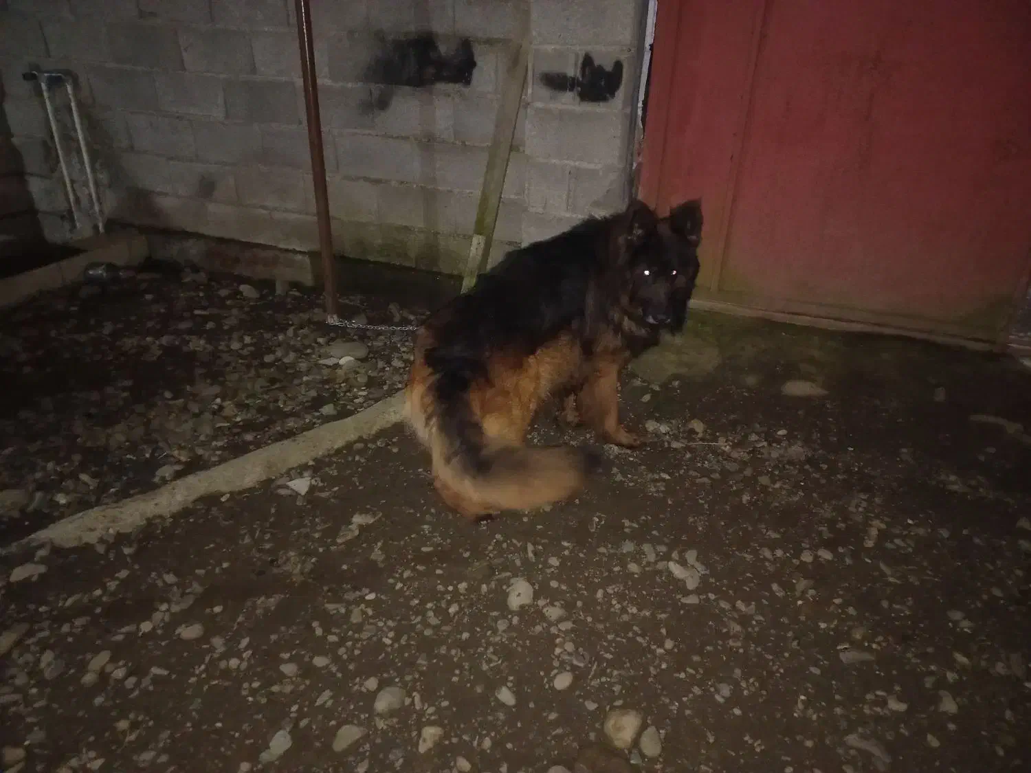 سگ ژرمن|سگ|لاهیجان, بازکیاگوراب|دیوار