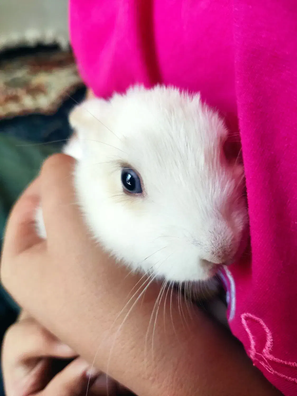 خرگوش|موش و خرگوش|مرودشت, فاز دوم شهرک فرهنگیان|دیوار