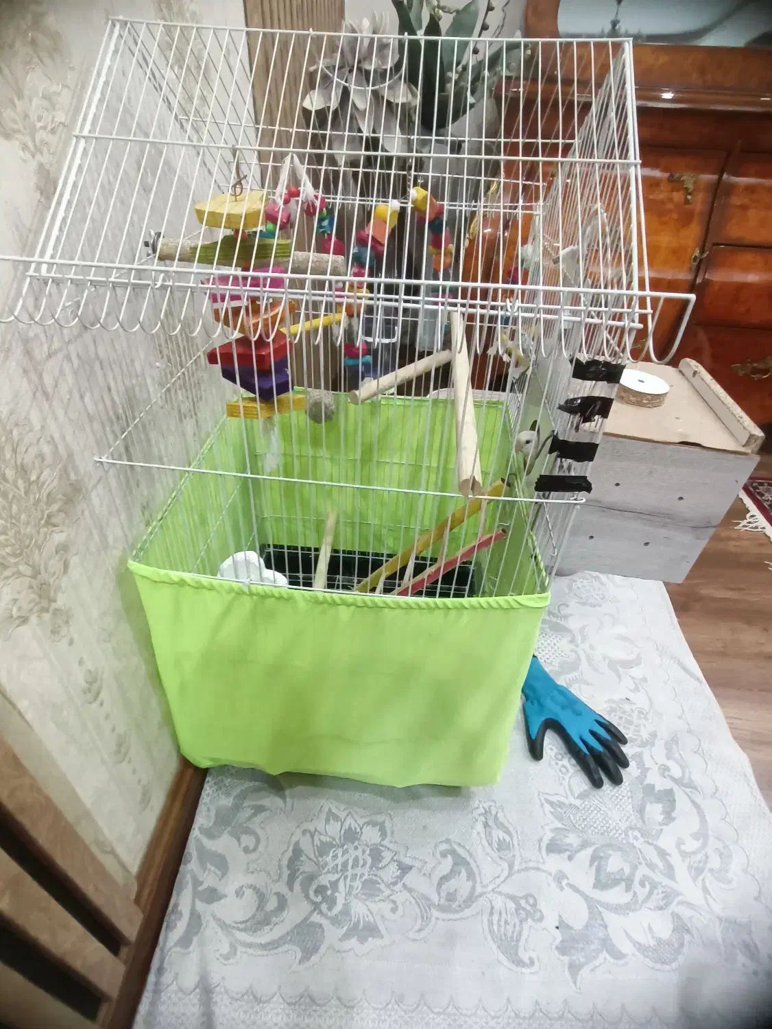 طوطی برزیلی|خزنده|میانه, |دیوار