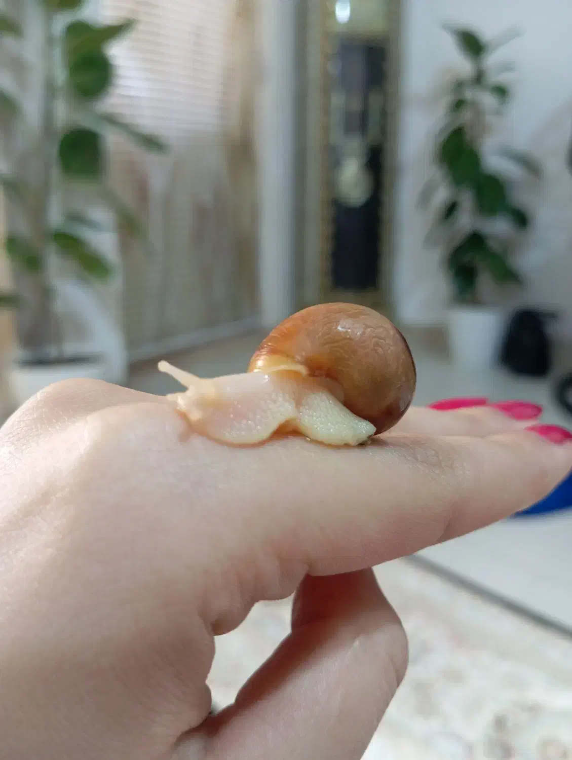 حلزون|خزنده|ارومیه, |دیوار