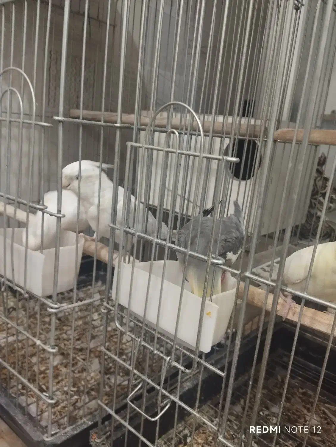 پنج عدد عروس هلندی با دو قفس|پرنده|یزد, |دیوار