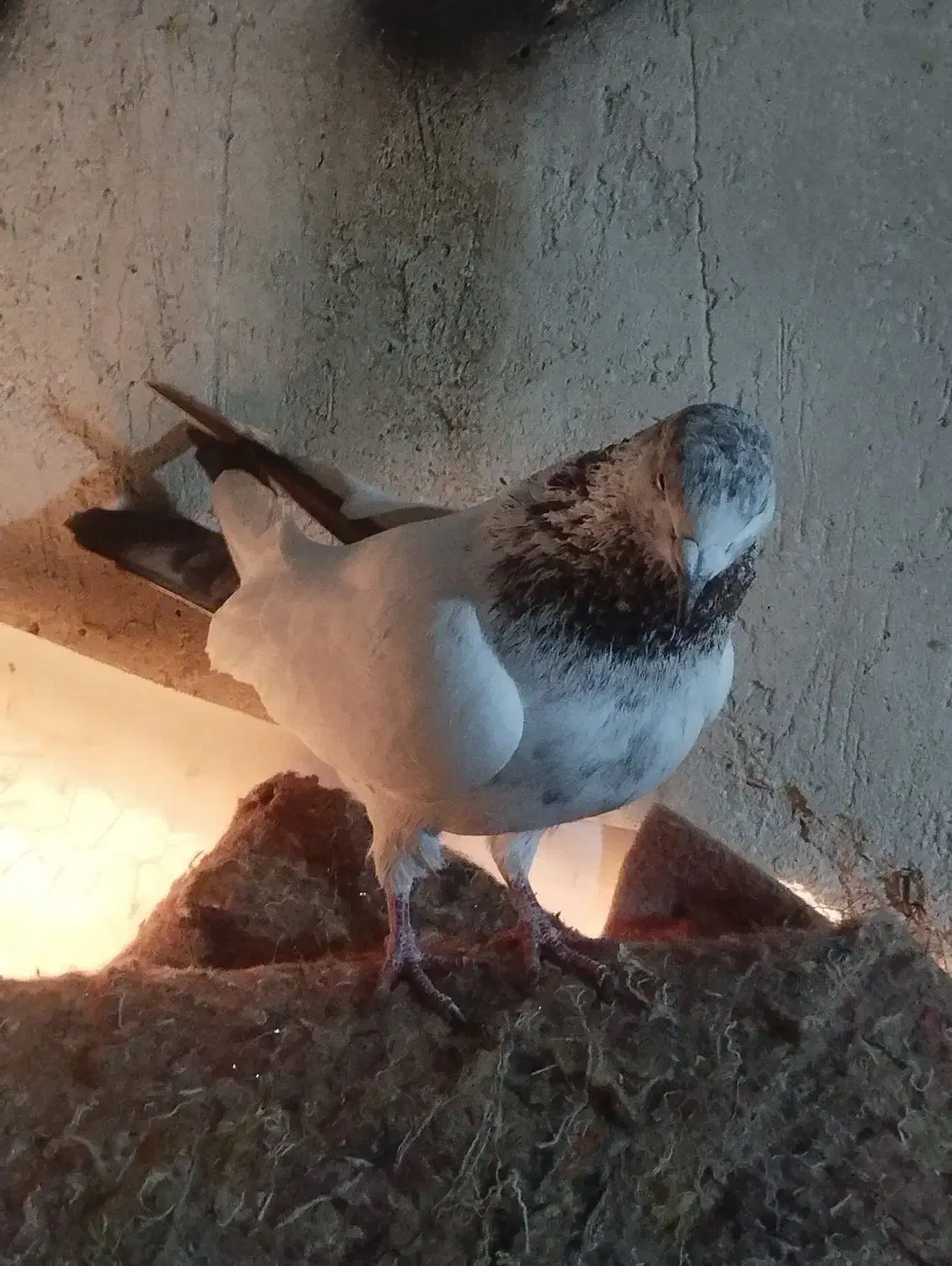 باشی سپه|پرنده|اردبیل, |دیوار