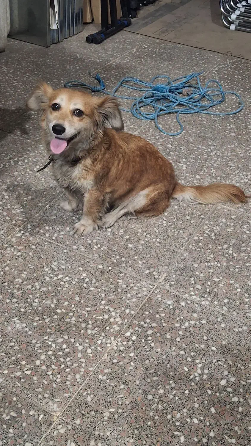 سگ گمشده|حیوانات|بندر انزلی, آخرخط|دیوار