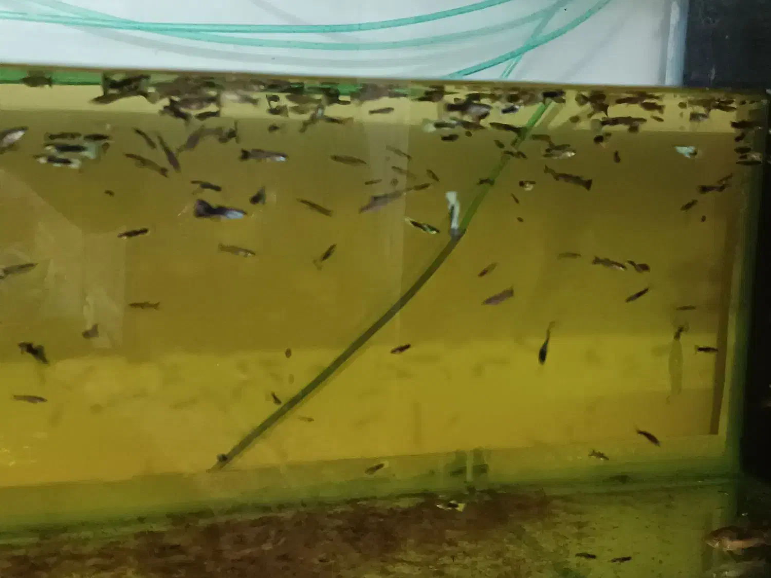 اکواریوم وماهی و پمپ و....|ماهی|همدان, |دیوار