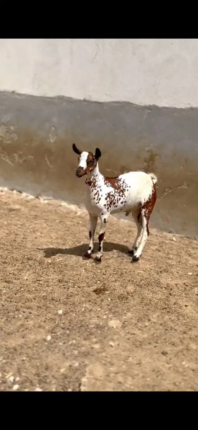 حامله و کوچک|حیوانات مزرعه|سمنان, |دیوار