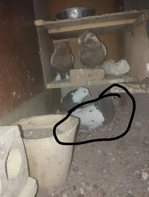 گمشده در محدود رئیسی|حیوانات|مشهد, عامل|دیوار