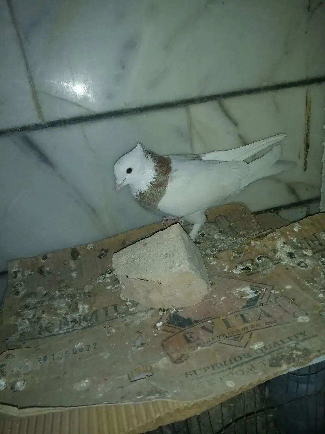 کفتر کبوتر طوقی و سینه و بزک سیاه ذات قدیمی بهشرط|پرنده|داراب, |دیوار