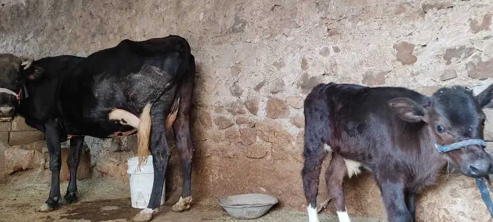 گاو با گوساله نر هلشتاین|حیوانات مزرعه|دهدشت, |دیوار