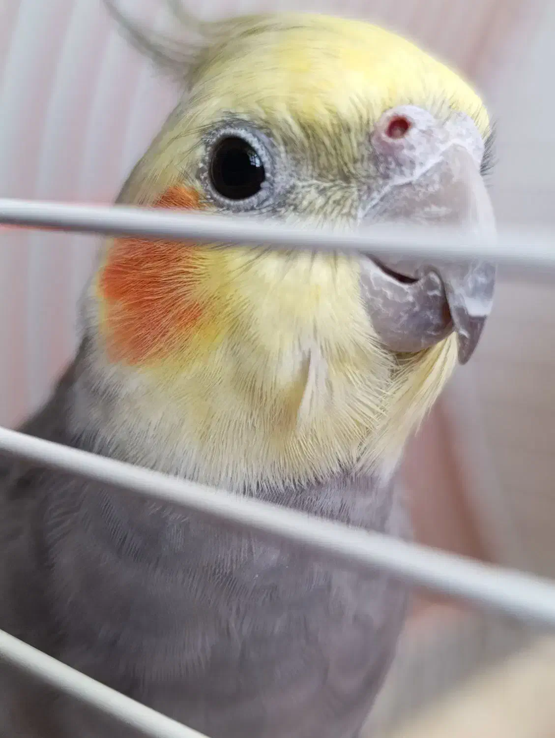 عروس هلندی|پرنده|شاهین‌شهر, گزبرخوار|دیوار