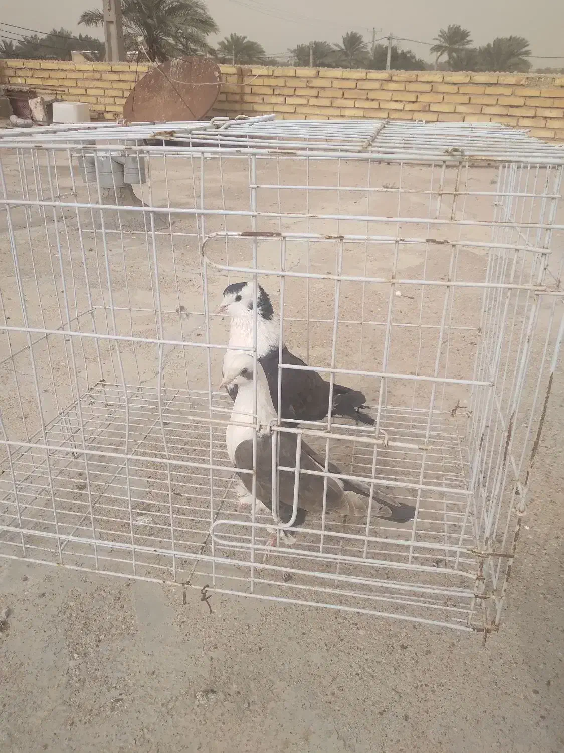 کله سفید|پرنده|خرمشهر, |دیوار