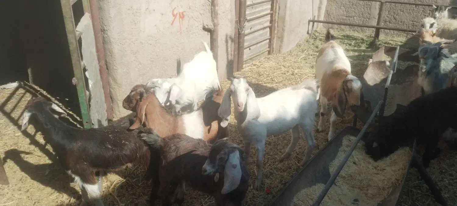 گوسفند فروشی|حیوانات مزرعه|کرمان, |دیوار