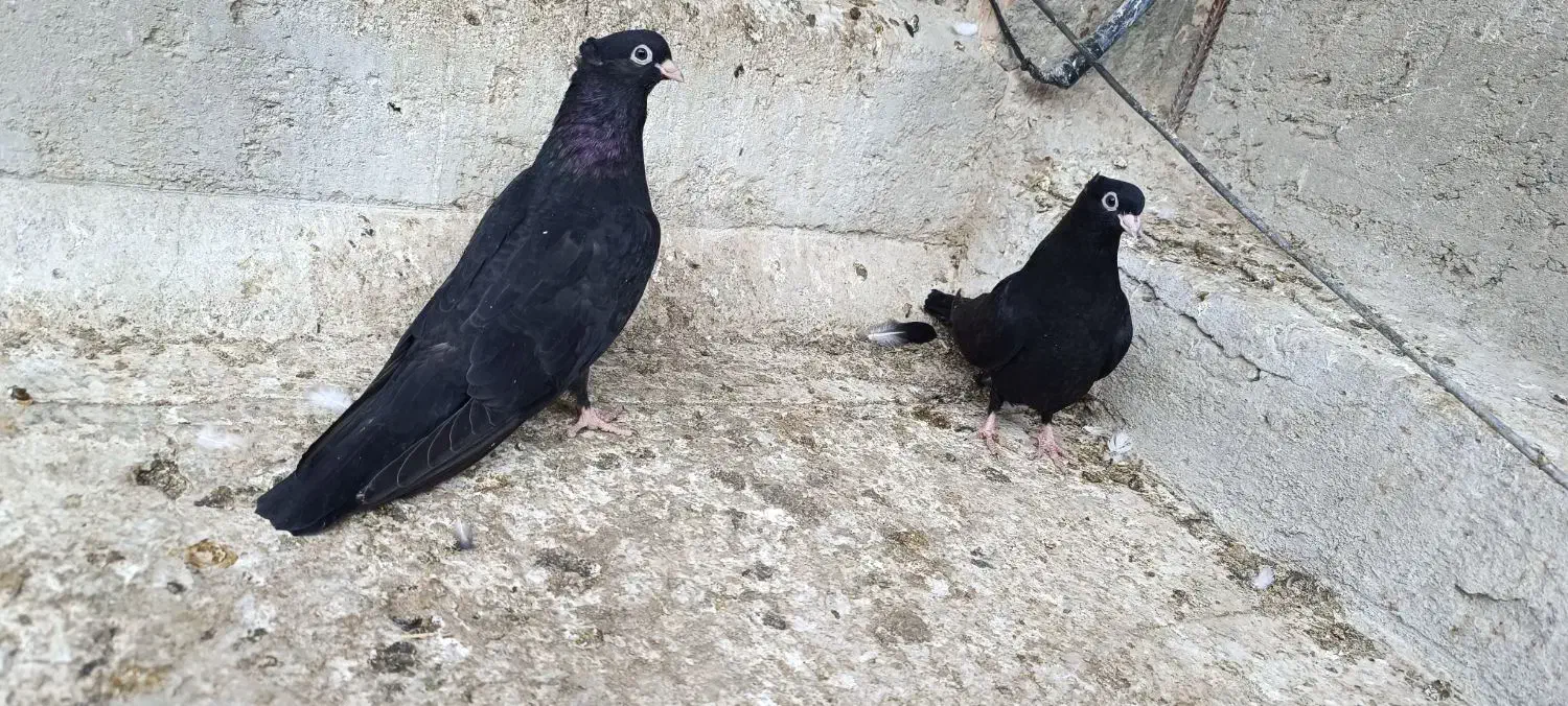 کبوتر|پرنده|ملکان, |دیوار