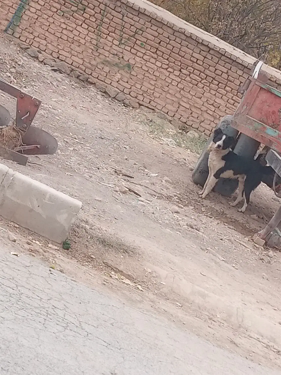 فروش یک قلاده سگ نگهبان|سگ|فریدونشهر, |دیوار