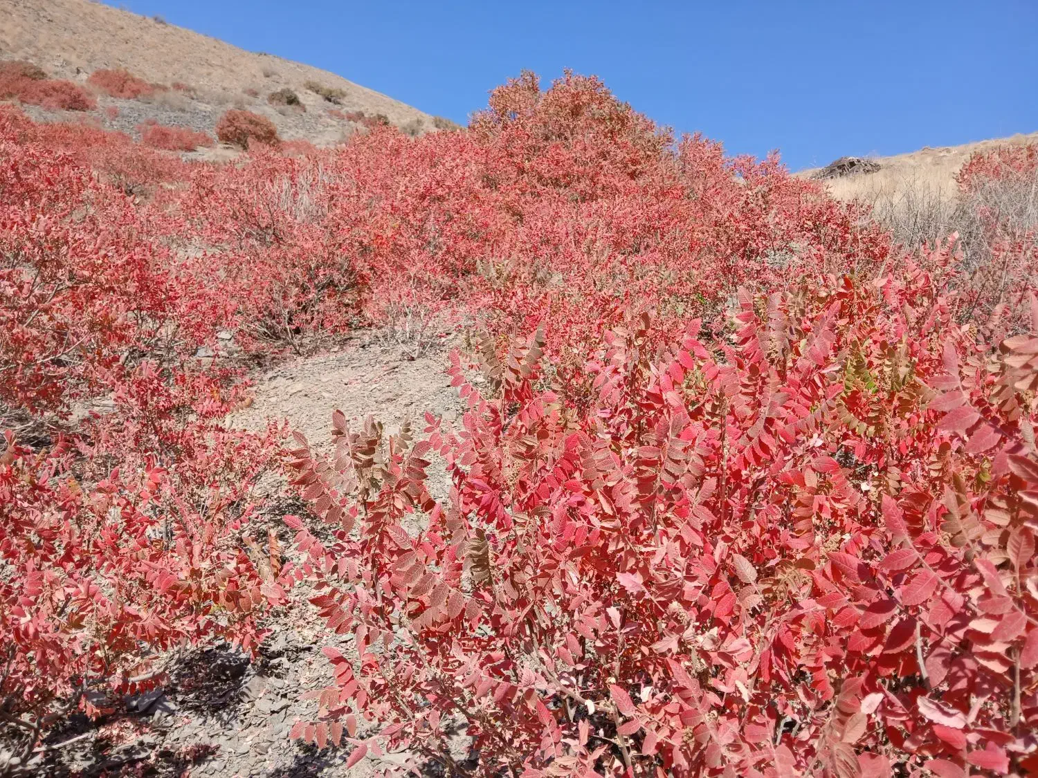 سماغ طبیعی ترش و پرخاصیت از دل کوهستان|عمده‌فروشی|طرقبه, |دیوار