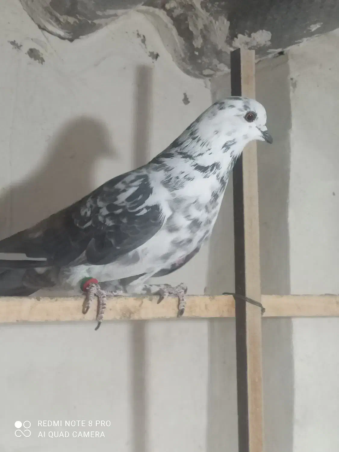 کفتر|پرنده|کاشان, فاز ۲ ناجی آباد|دیوار