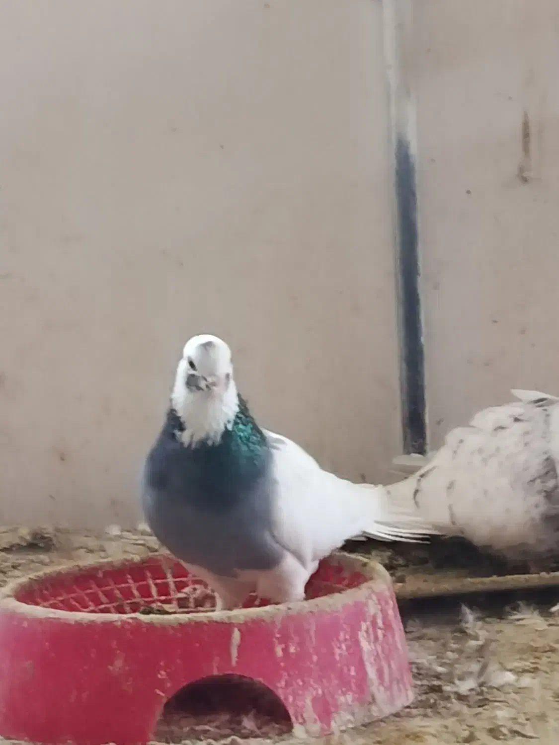 کبوتر|پرنده|فسا, |دیوار