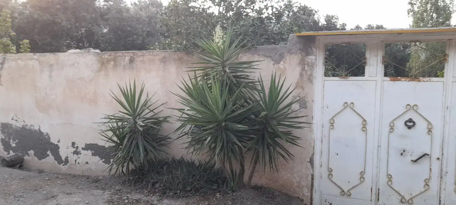 گل یوکا|گل و گیاه طبیعی|رودبار, |دیوار