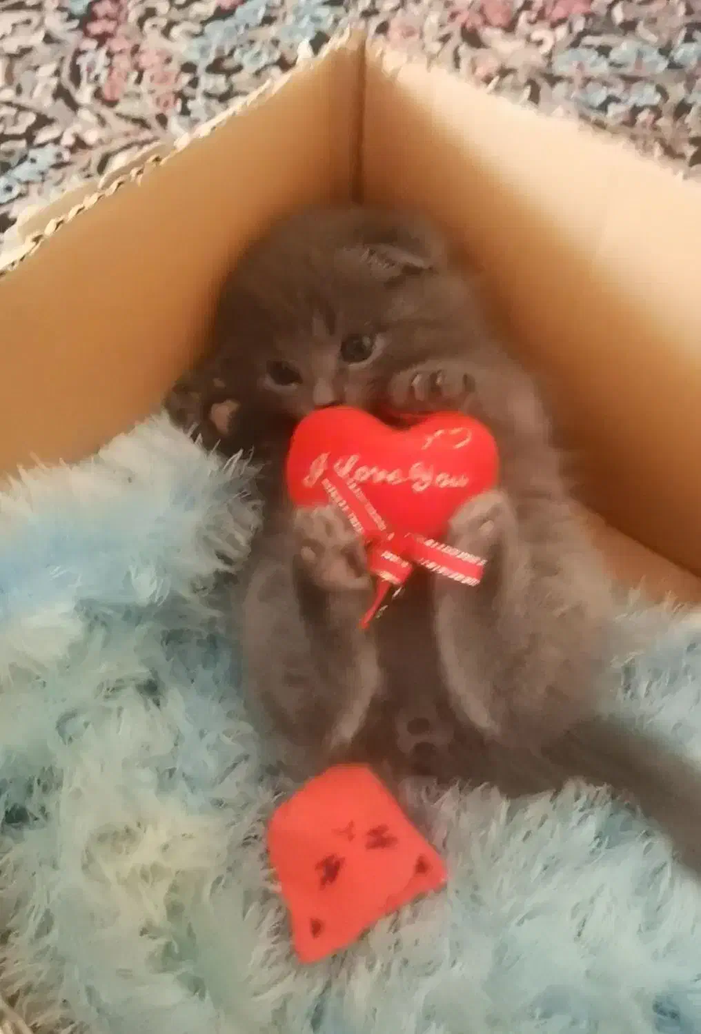 واگذاری گربه اسکاتیش|گربه|کرمان, |دیوار