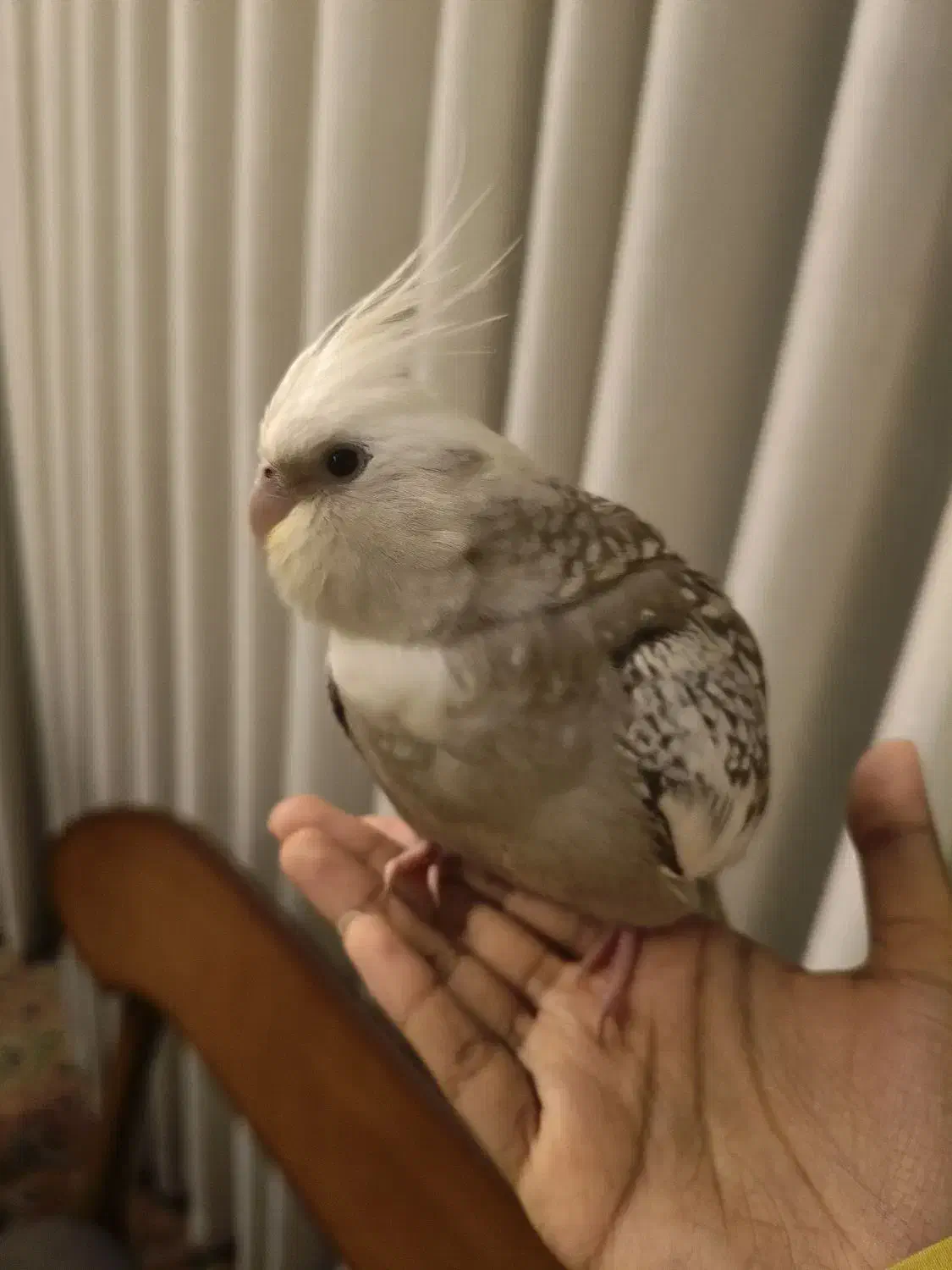 عروس هلندی گمشده|حیوانات|مشهد, سید رضی|دیوار