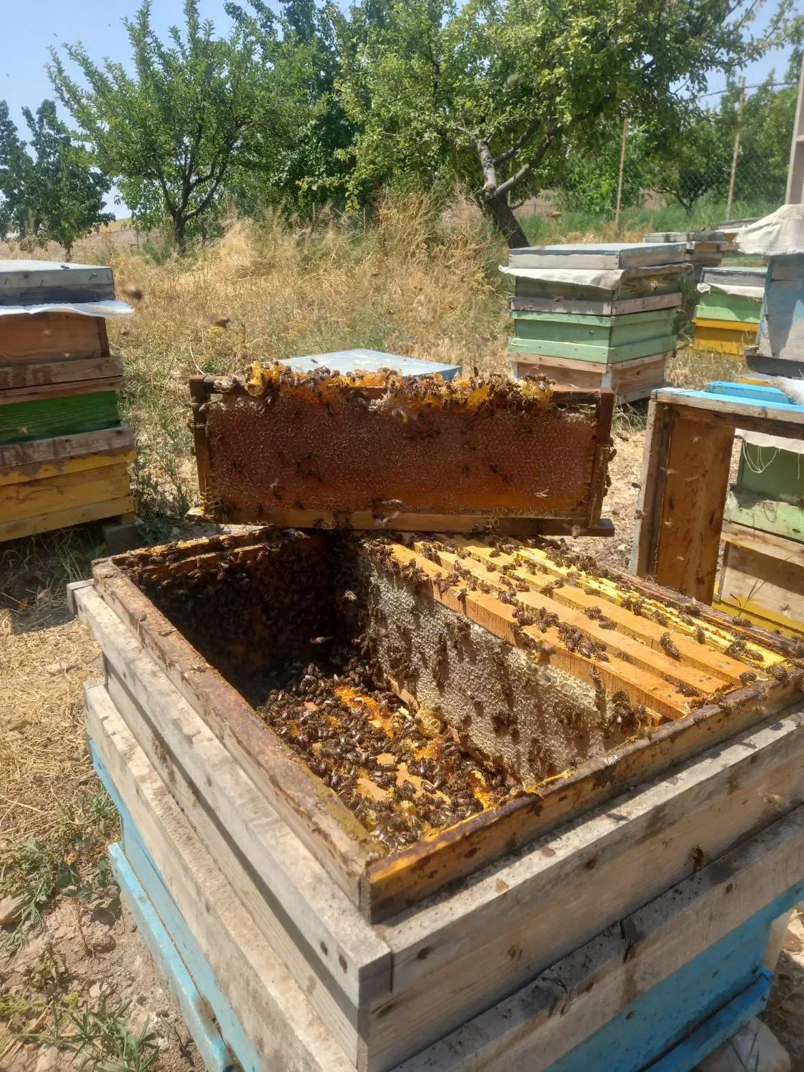 عسل کوهی میرکوه|خوردنی و آشامیدنی|سراب, |دیوار