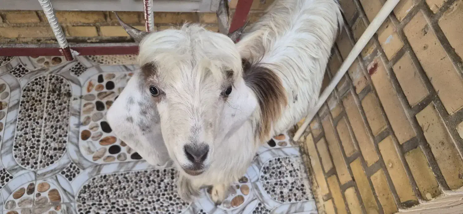 فروشی|حیوانات مزرعه|بندر امام خمینی, |دیوار