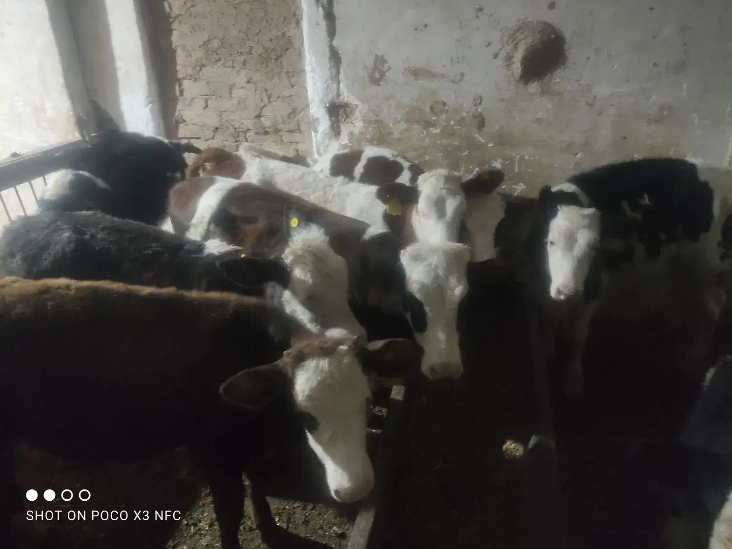 شراکت گاو گوساله|حیوانات مزرعه|هشتگرد, هیو|دیوار