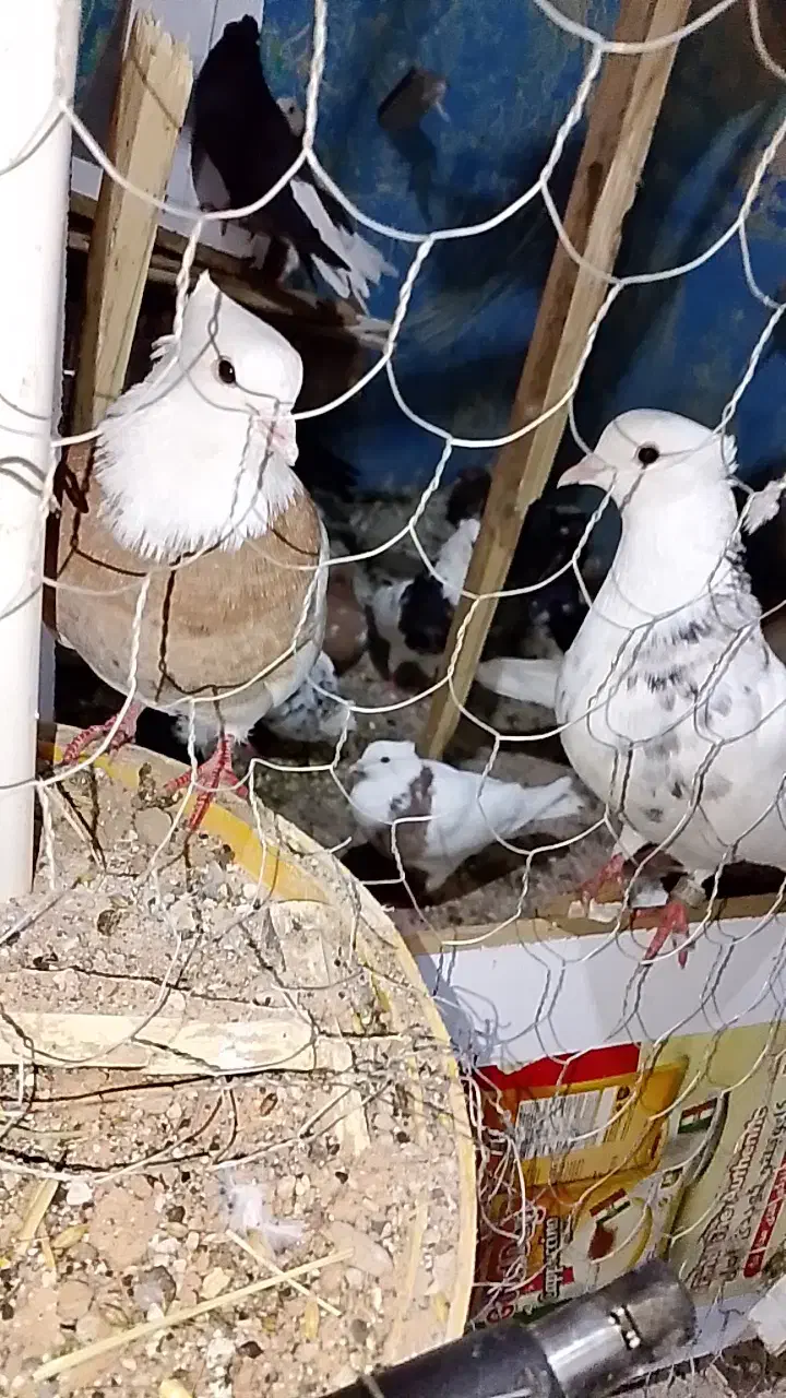 با عرض سلام ۶ تا کبوتر رنگی|پرنده|بندر امام خمینی, |دیوار
