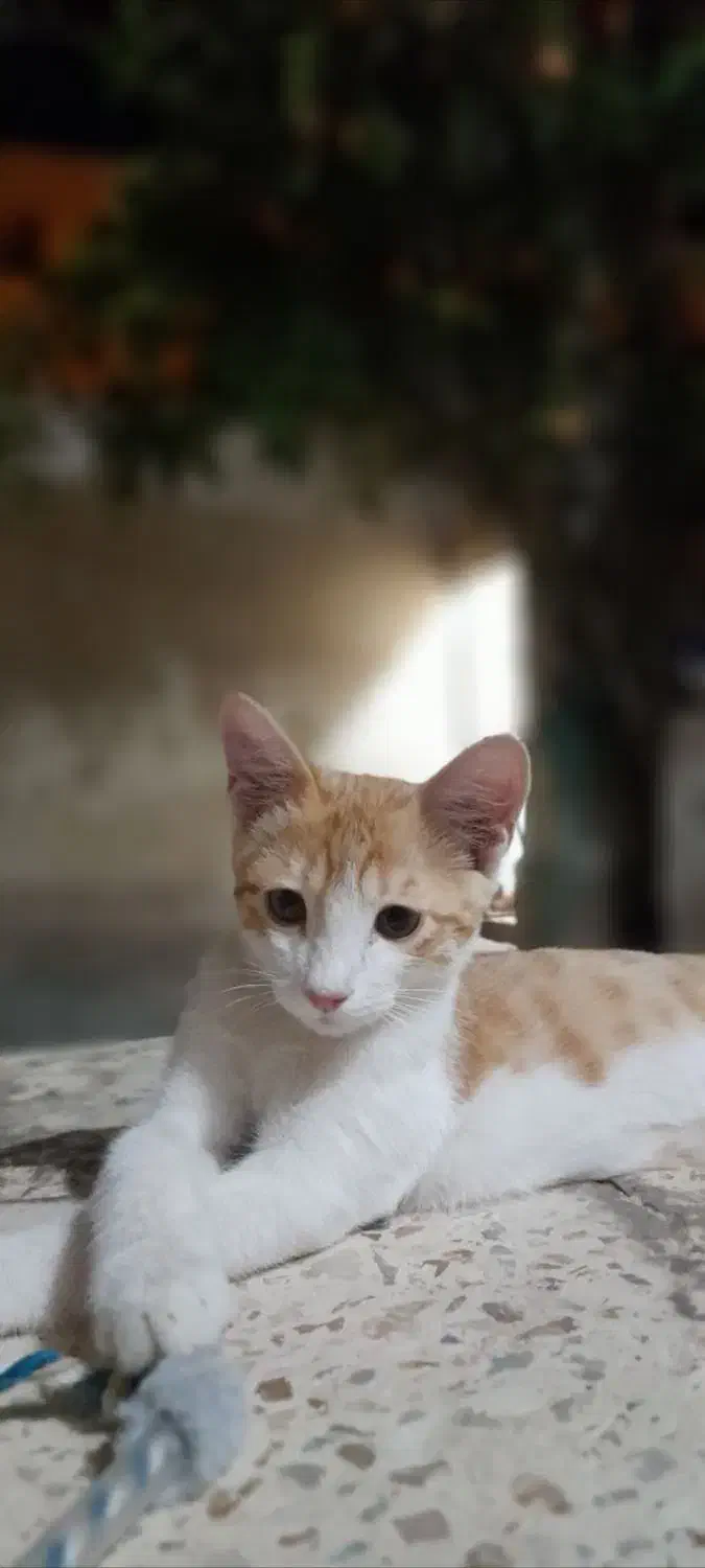 گربه گمشده در مامونیه|گربه|زرندیه, |دیوار