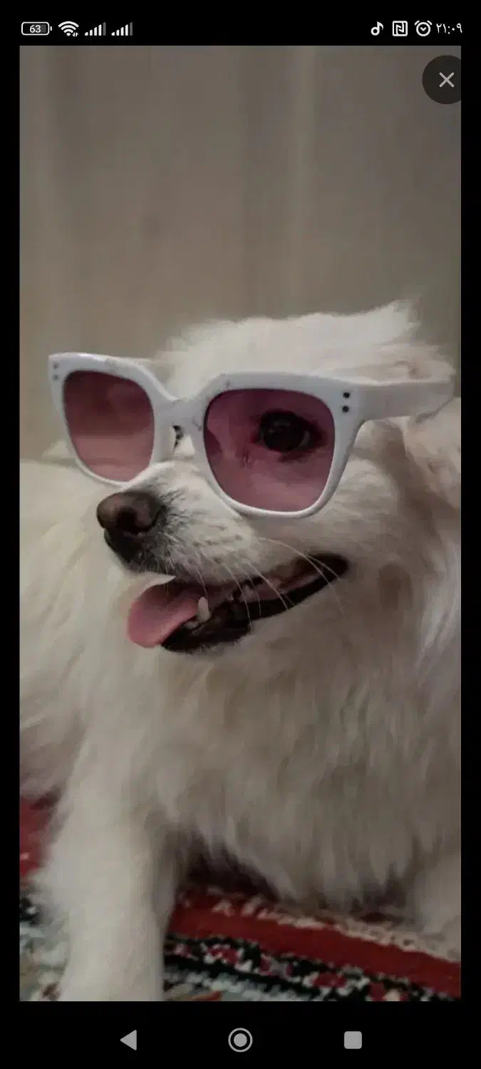 سگ پامر ماده|سگ|سبزوار, باهنر|دیوار