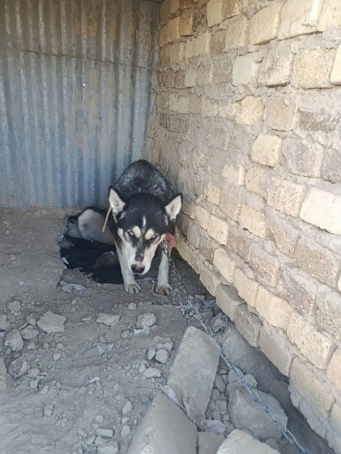 ماده هاسکی با توله|سگ|اراک, |دیوار