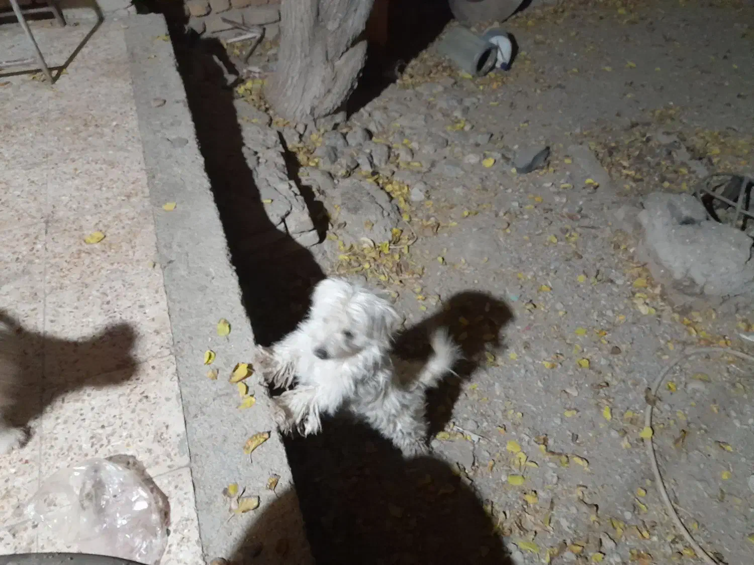 واگذار دوتا سگ پاپی ماده یکیشون بار داره|سگ|داران, |دیوار