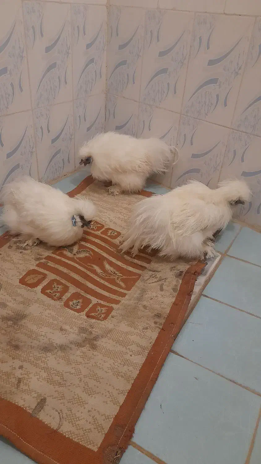 مرغ ابریشمی|حیوانات مزرعه|سرایان, |دیوار