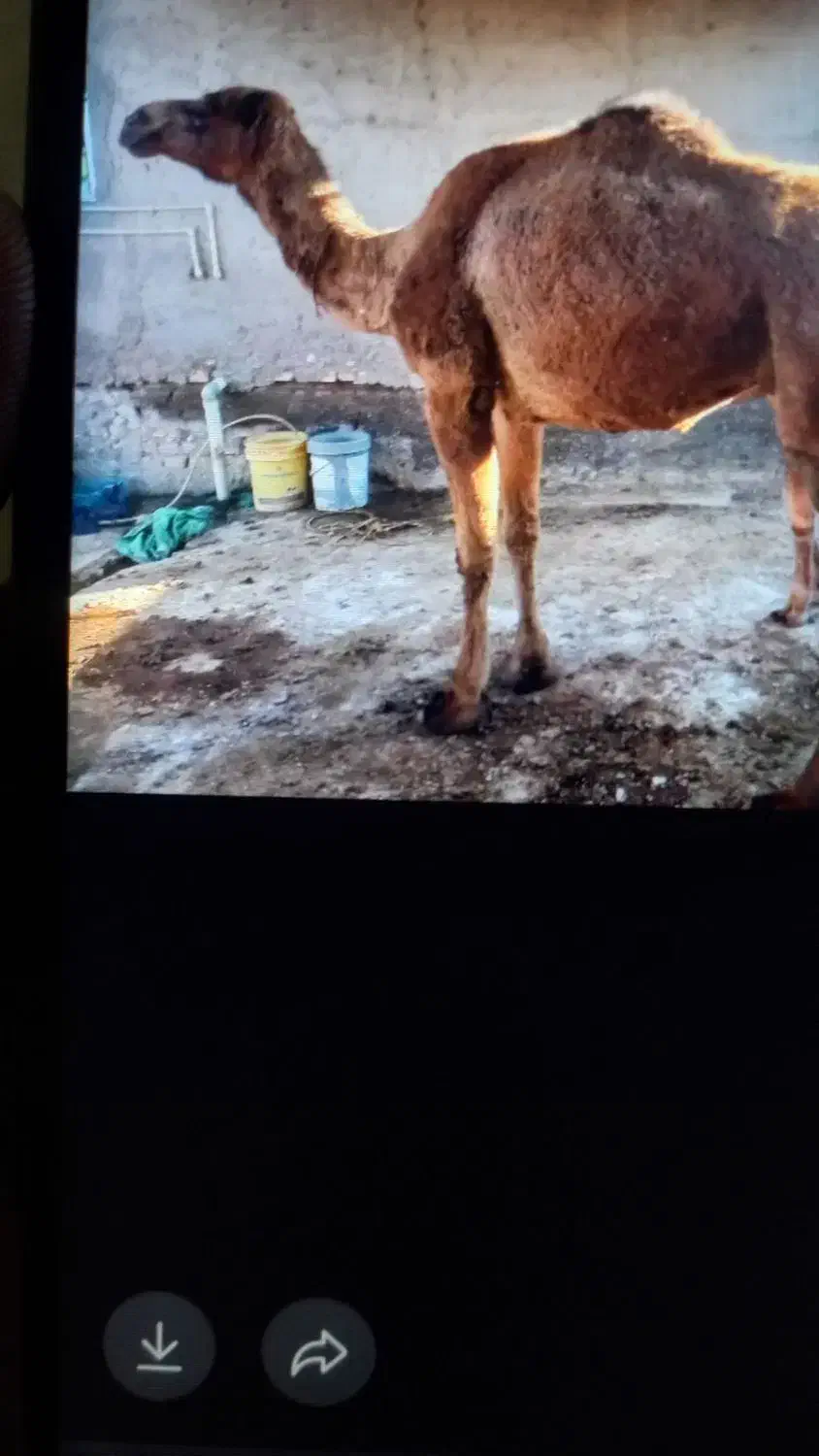 شتر شیری|حیوانات مزرعه|آق قلا, |دیوار