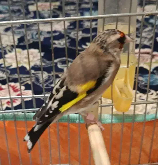 سهره ماده کارداده|پرنده|شهرضا, |دیوار