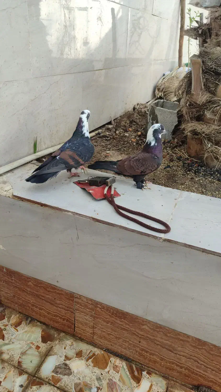 کبوتر رنگی|پرنده|آبادان, |دیوار