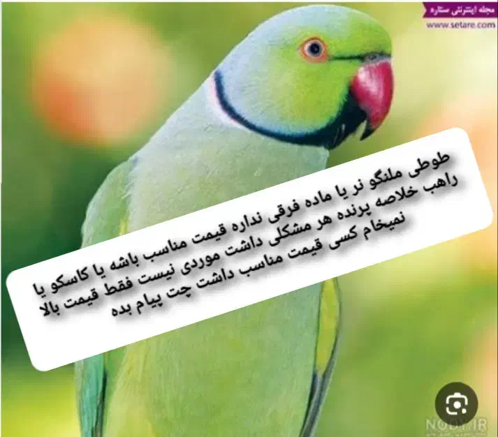 طوطی|پرنده|یزد, |دیوار