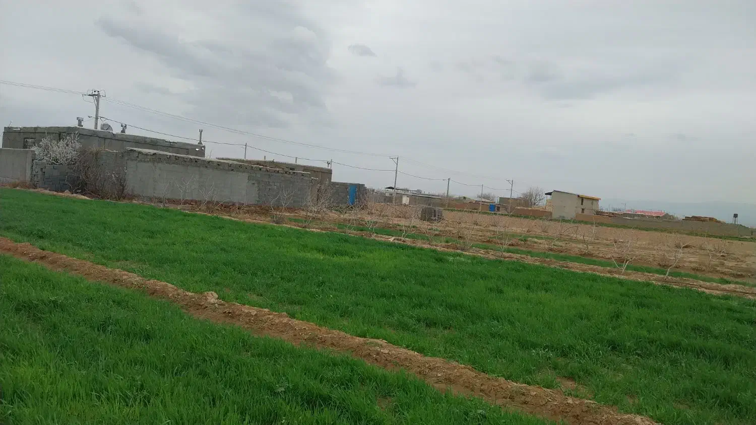 تعداد ۴ راس کولار سانن آبستن  اصل|حیوانات مزرعه|هلالی, |دیوار