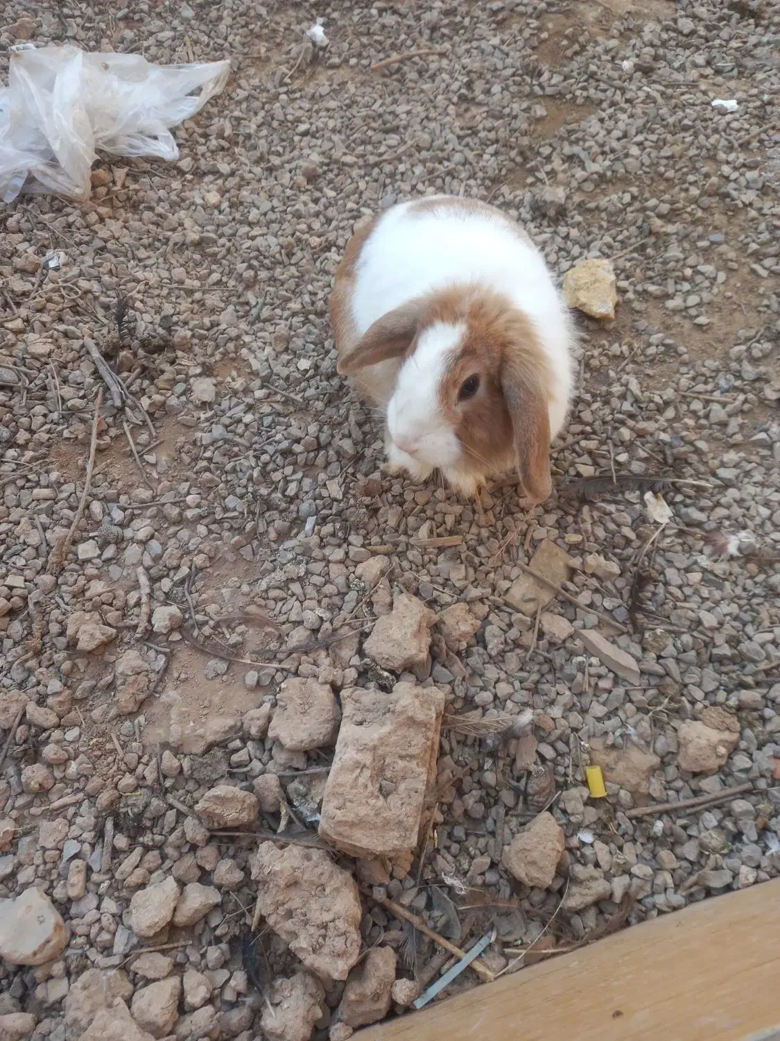 خرگوش مینی لپ|موش و خرگوش|اردکان, |دیوار