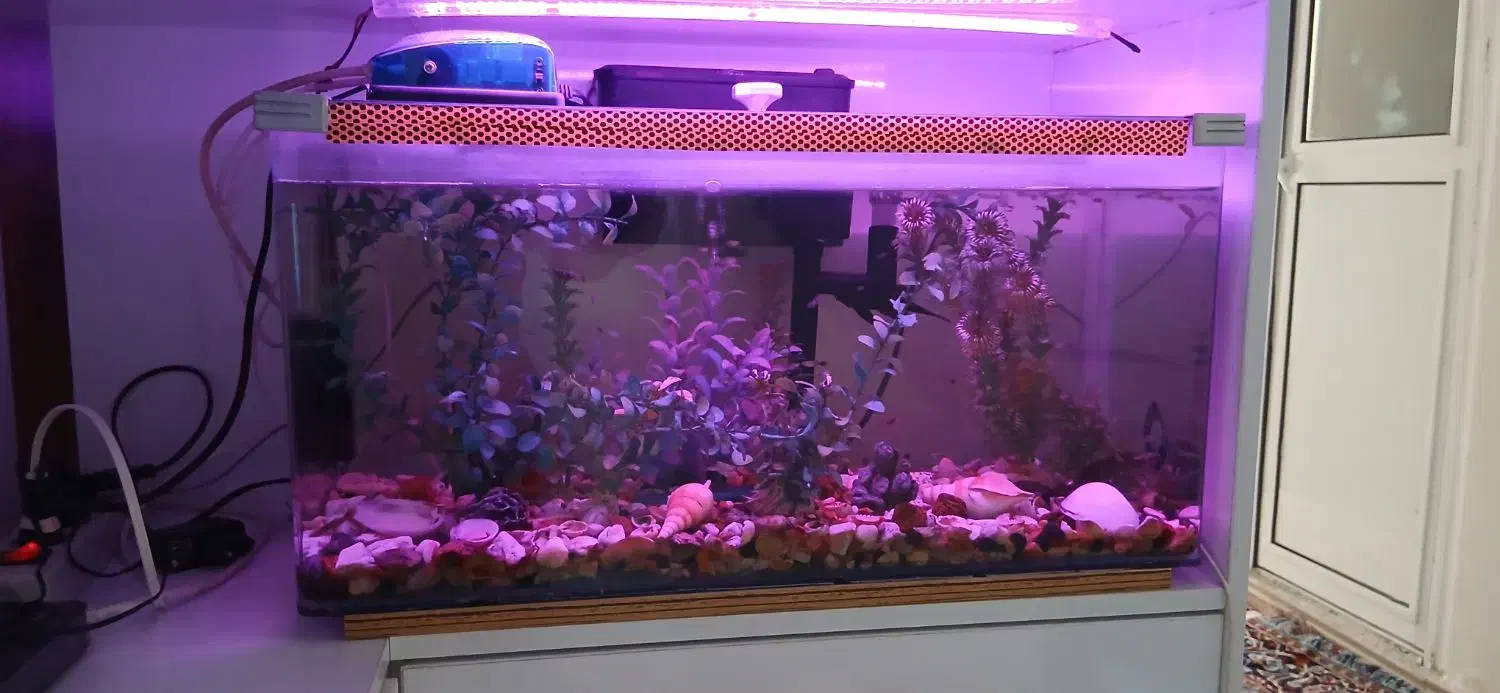 آکواریوم شیشه خم|ماهی|کرمانشاه, |دیوار