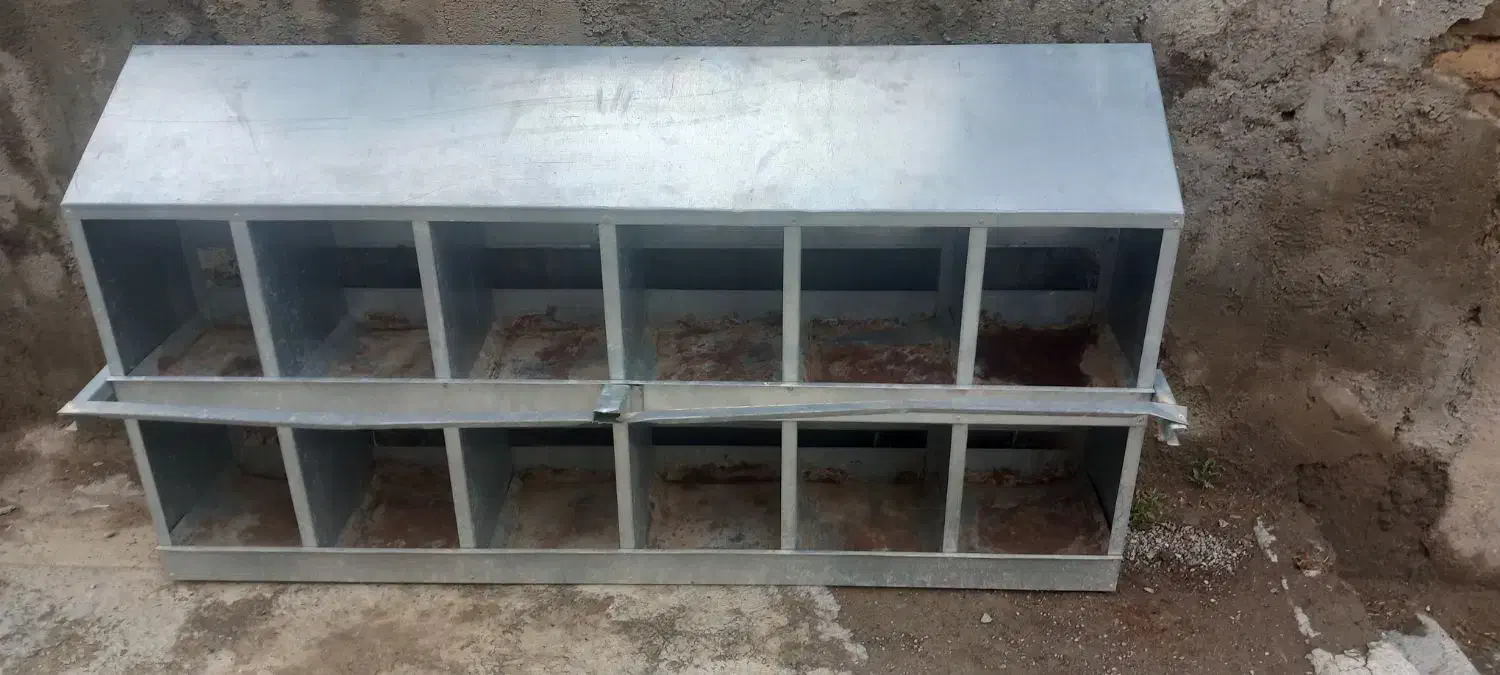 مرغ سفید تخم گذار پرصاف|حیوانات مزرعه|مشهد, رباط طرق|دیوار